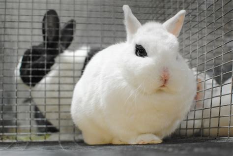 12 Charming Dwarf Rabbit Breeds (With Info & Pictures) | PangoVet