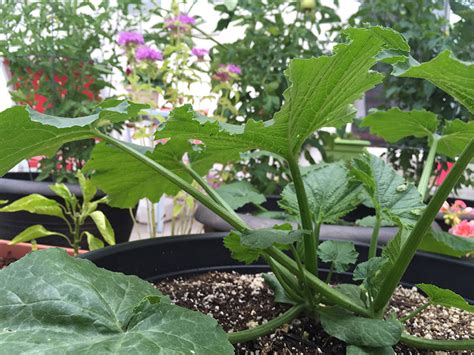 How To Grow Black Beauty Zucchini | THE JOY BLOG