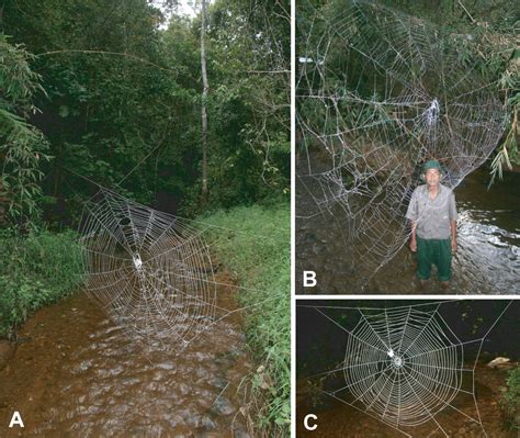 Web gigantism in Darwin's bark spider, a new species from Madagascar (Araneidae: Caerostris)