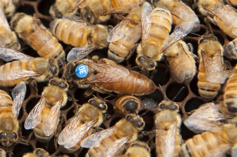 free bee removal perth - Tanna Goforth