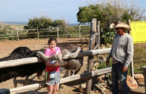 Get Up Close and Personal - Aruba Ostrich Farm Tours