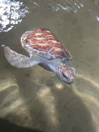 Turtle Hatchery Hikkaduwa - 2018 All You Need to Know Before You Go (with Photos) - TripAdvisor