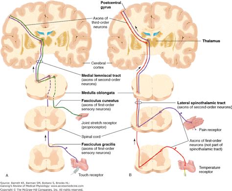 Diagram Of The Lateral Spinothalamic Tract - Wiring Diagram Pictures