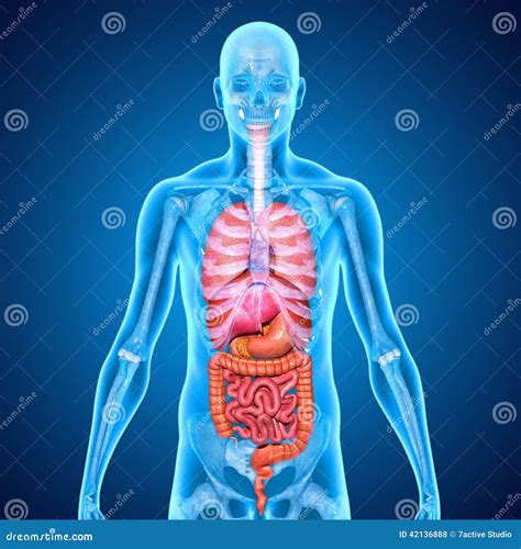 Digestive system stock illustration. Illustration of involves - 42136888