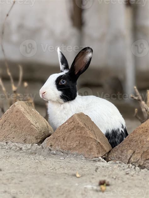 rabbit on a earth 14326313 Stock Photo at Vecteezy