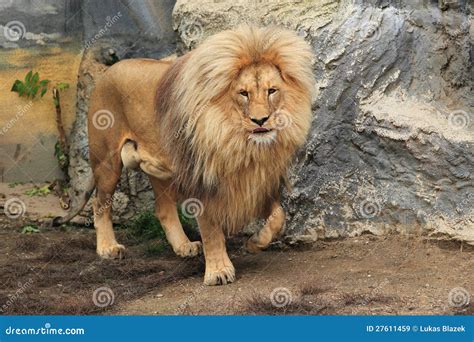 Northeast Congo lion stock image. Image of mane, nature - 27611459