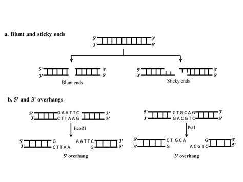 Restriction Endonucleases | Unit 3 NOMENCLATURE OF RESTRICTION ...