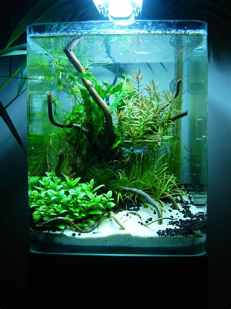 10L by "phanou01" | Aquascape, Aquarium design, Aquascape aquarium