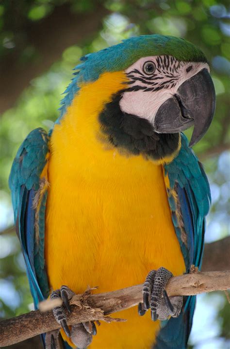 File:Ara ararauna -Blue-and-yellow Macaw in a tree.jpg - Wikimedia Commons