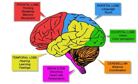 Transcortical Motor Aphasia Treatment | Webmotor.org