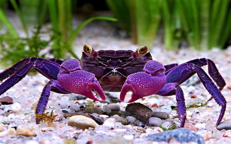 Crab Wallpaper Free Download