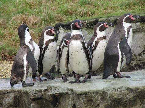 Humbolt Penguins at Chester Zoo | Flickr - Photo Sharing!