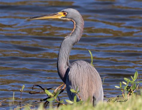 Tricolored Heron in Florida | Southwest Florida, U.S.A. | Flickr