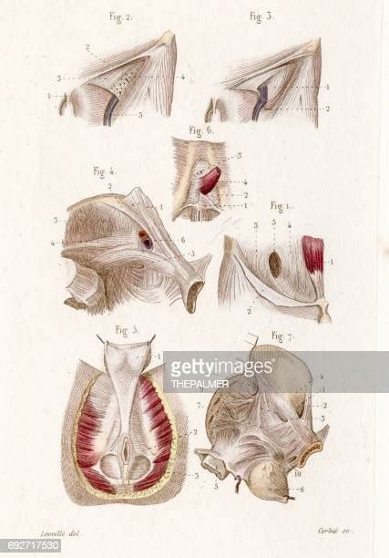 165 Fascia Anatomy Stock Photos, High-Res Pictures, and Images - Getty Images