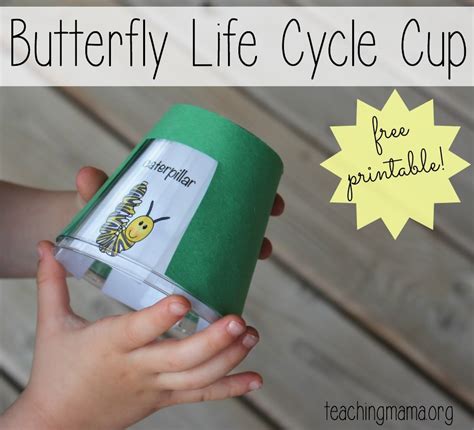 Butterfly Life Cycle Cup