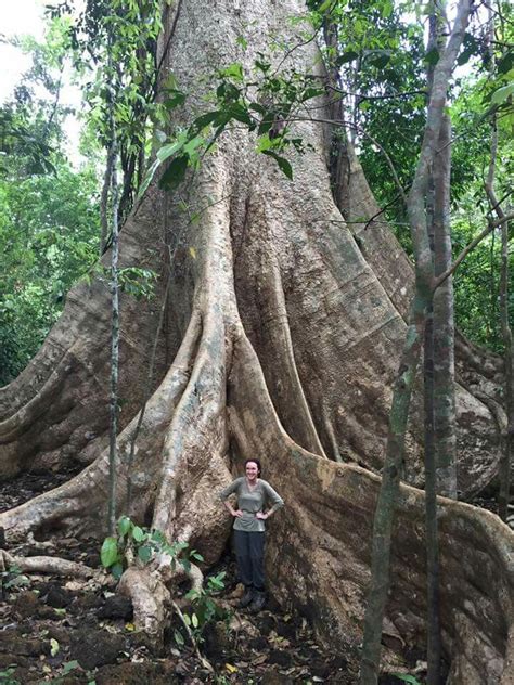 Giant Tung Tree, Vietnam. Cat Tien NP | Vietnam, Travel, Cats