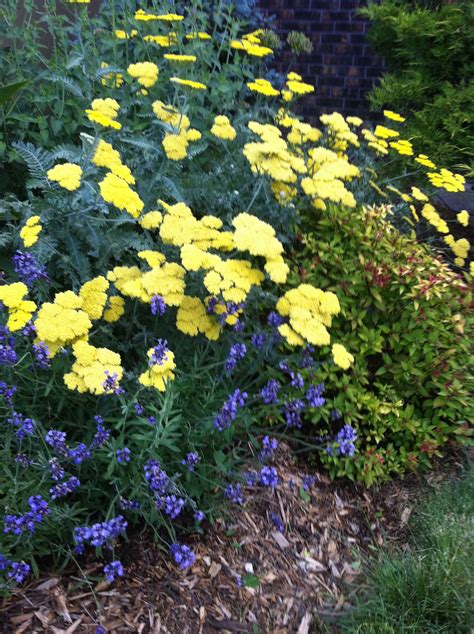 'moonshine' yarrow, 'magic carpet' spirea and lavender (Dragonfly Hill) Desert Garden, Lawn And ...