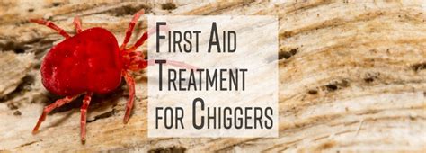 First Aid Treatment for Chiggers - EMS Safety Services, Inc.