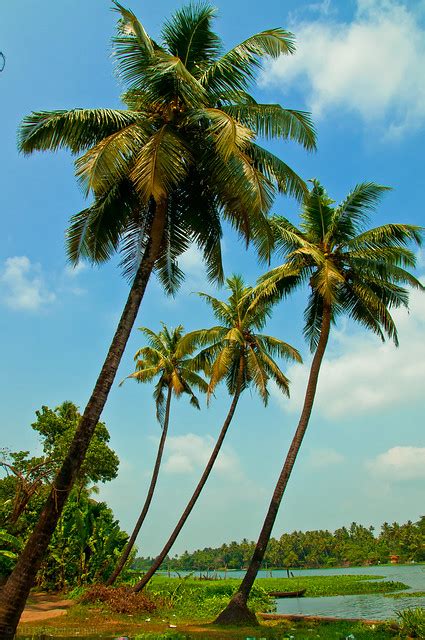 Coconut trees - Kerala | Flickr - Photo Sharing!