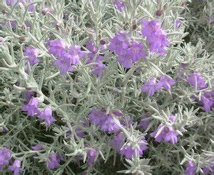 Eremophila nivea (Silky Eremophila) - LCN Native Plant Nursery