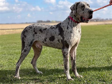 Nero, 3 Year old AKC Blue Merle Male Great Dane - Great Dane Puppies ...