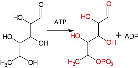 Reaction Intermediates - Chemistry LibreTexts