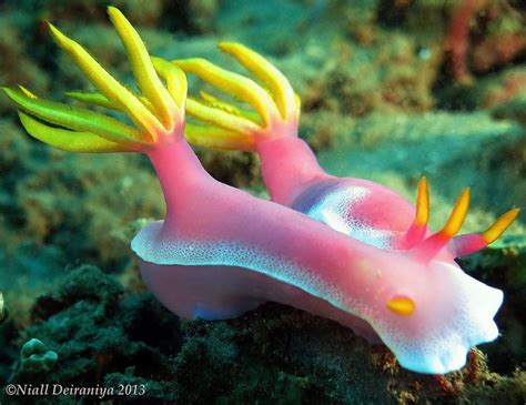 Pink Pair of fancies | Sea slug, Beautiful sea creatures, Deep sea ...