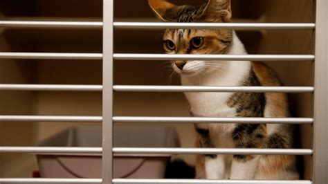 94 cats seized from Clarksville animal rescue