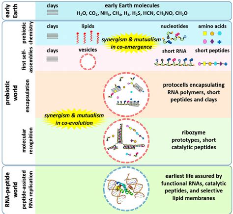 In vesiculo chemical evolution of RNA- and protein-like molecules ...