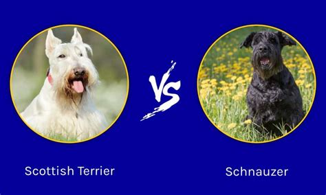 Scottish Terrier vs Schnauzer: What are the Differences? - IMP WORLD