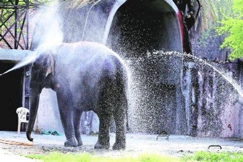 Delhi zoo to welcome lions from Gujarat, star tortoises from Andhra ...