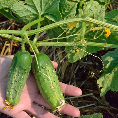 Boston Pickling Heirloom Cucumber Seeds | Terroir Seeds