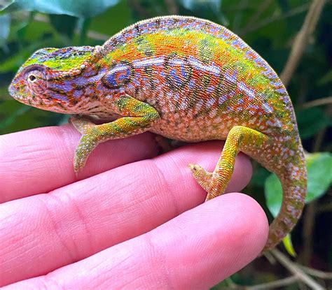 Carpet Chameleon (Furcifer lateralis) – Reptile Pets Direct