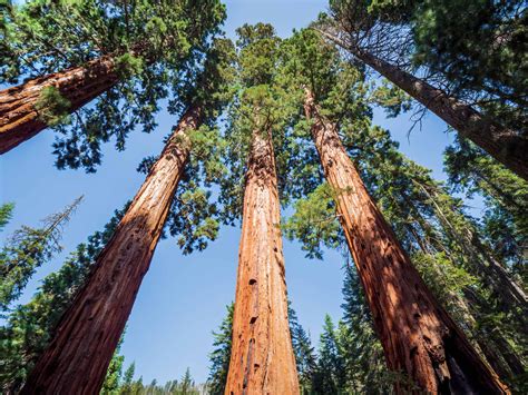 The 5 Biggest and Oldest Redwood Trees - AZ Animals