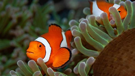 Clownfish/Anemones [IMAGE] | EurekAlert! Science News Releases