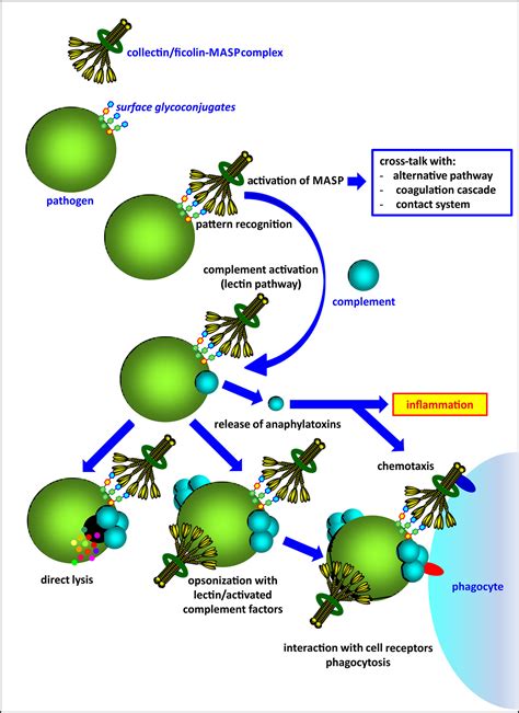 Frontiers | The Influence of the Lectin Pathway of Complement Activation on Infections of the ...