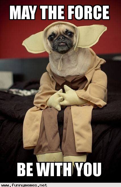 Star Wars pug - Funny Memes