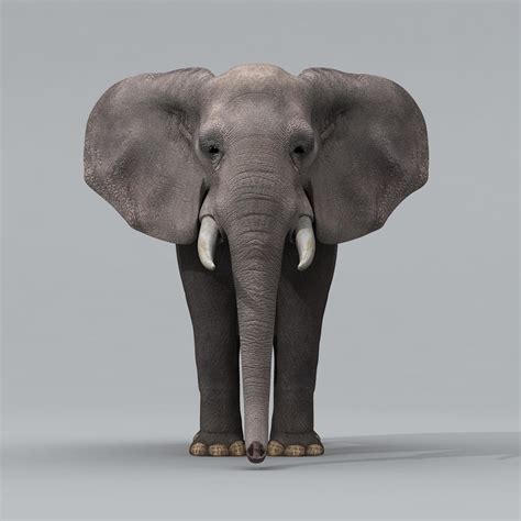 3d model african elephant