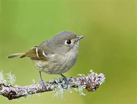 Meet the Vireo Bird Family: Sweet Summer Singers - Birds and Blooms