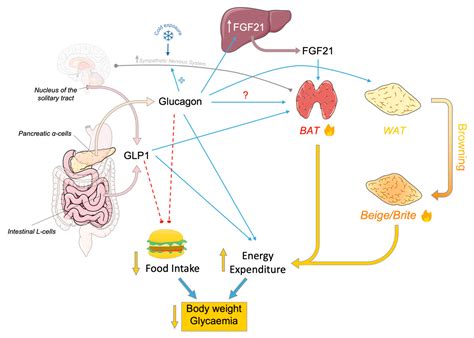 IJMS | Free Full-Text | Glucagon, GLP-1 and Thermogenesis