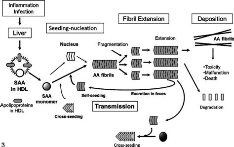 Diagram of amyloid fibril formation and potential transmission of... | Download Scientific Diagram