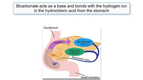 Gastrin, CCK, and Secretin explained! - YouTube