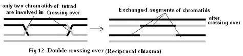 ️ Chiasma crossing over. Optic chiasm. 2019-02-15