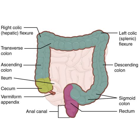 Cecum Location Diagram