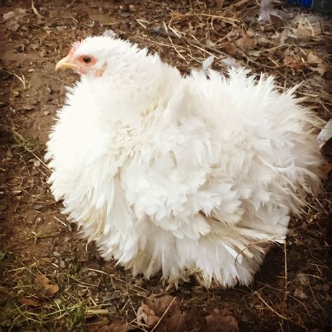 Our new white bantam frizzle cochin | Brahma chicken, Bantam, Bantam chickens