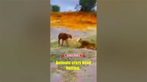 Animals crazy headbutting. #animal #wildlife #viralshort #viralvideo #youtube - YouTube