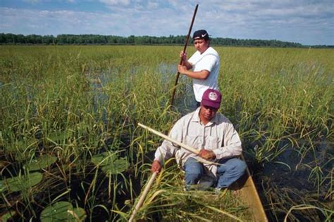 Harvesting Wild Rice