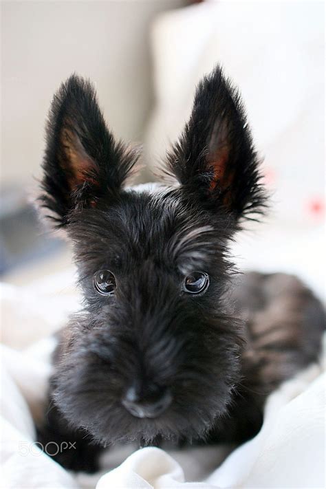 Scottish Terrier Puppy--those eyes, those ears, that nose. So cute!!! | Scottish terrier puppy ...