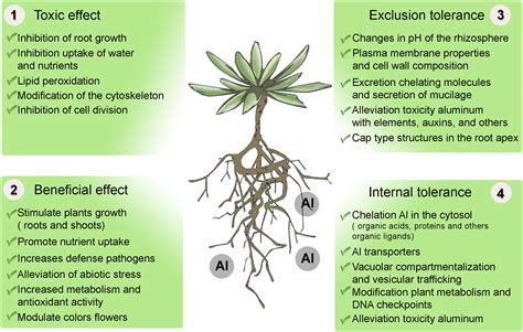 Frontiers | Aluminum, a Friend or Foe of Higher Plants in Acid Soils