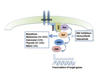 Targeting BRAF Mutation Positive Cancers: Melanoma, Lung and Colorectal ...